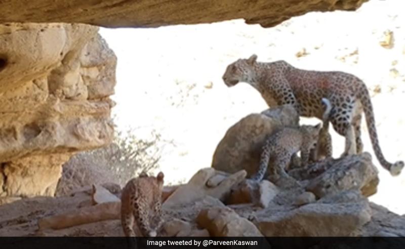 Forest Officer Shares Video Of Rare Persian Leopards Captured By Trap Camera